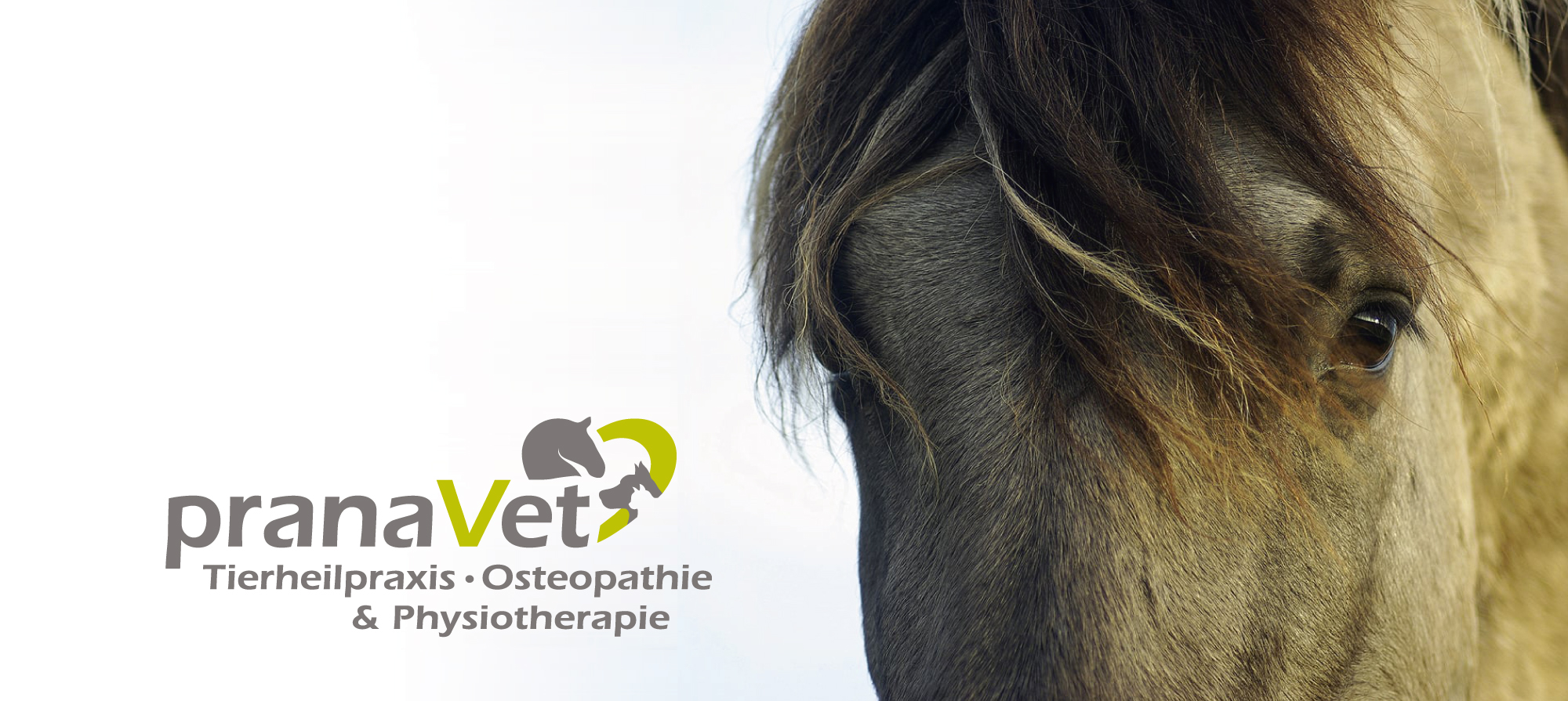 Meiklyn Strandt, pranaVet Pferdeosteopathie, Tierheilpaktiker, Tierheilpraxis, Osteopath für Pferd und Hund